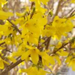 Forsythia