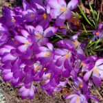 Lila krokus i solsken